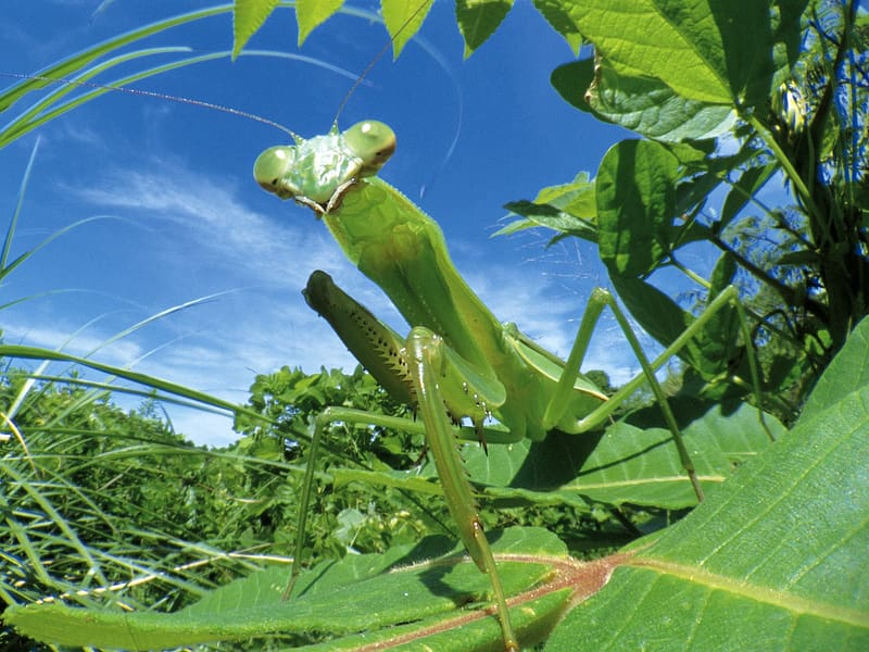 Praying Mantis, Bugs, Insect, Nature, HD wallpaper