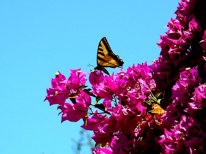 Tiger Swallowtail And Bougainvillea, Boougainvillea, Swallowtail, Tiger, Flowers, Butterflies, HD wallpaper