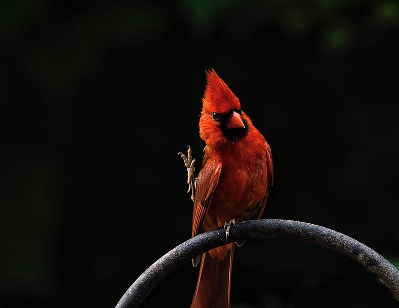 Red Bird Feathers, birds, dark, HD wallpaper