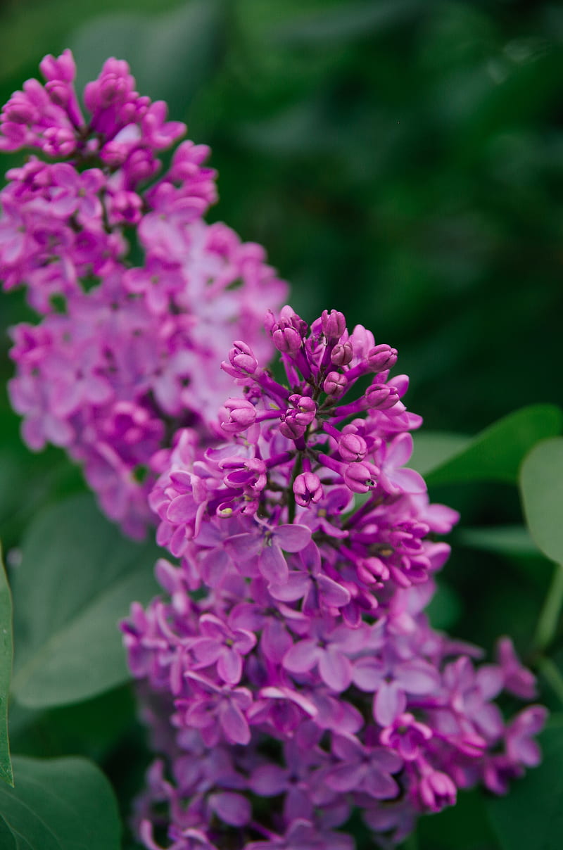 lilac, flowers, inflorescence, plant, flowering, purple, HD phone wallpaper