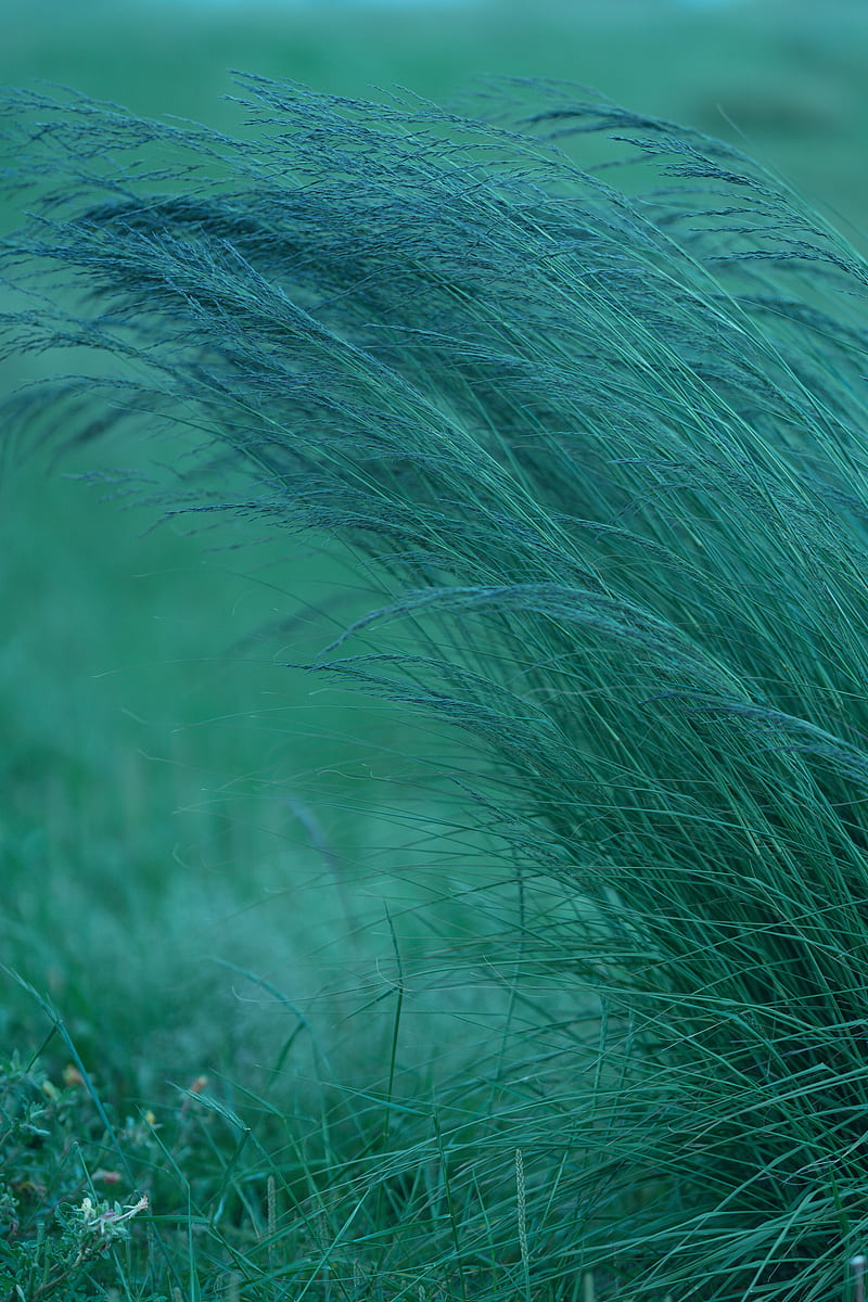 grass, spikelets, plants, green, HD phone wallpaper