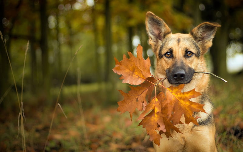 German Shepherd, autumn, puppy, cute animals, dogs, German Shepherd Dog, pets, HD wallpaper