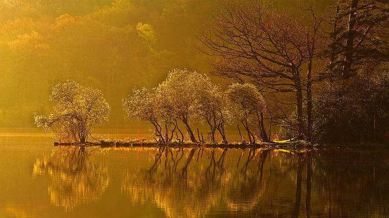 tree covered outcrop on a lake in morning, morning, reflection, trees, lake, outcrop, HD wallpaper