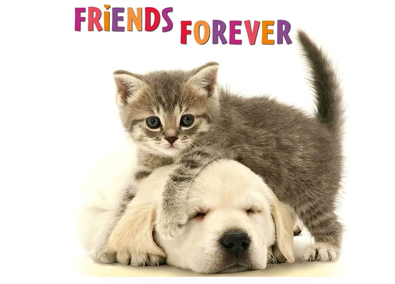 Friends, caine, cat, animal, card, cute, kitten, couple, pisica, puppy, dog, HD wallpaper