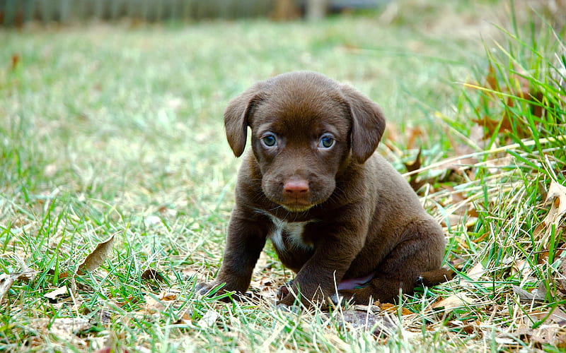 chocolate labrador, retriever, brown puppy, cute little animals, pets, dog, HD wallpaper