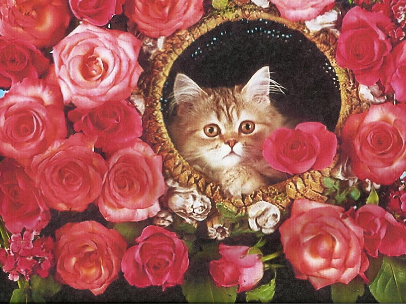 A red kitten in a round basket, red, persian, feline, flowers, roses, kitten, HD wallpaper