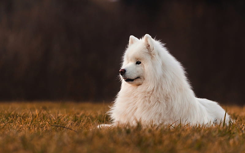 samoyed, white fluffy dog, autumn, evening, sunset, big white dog, pets, HD wallpaper