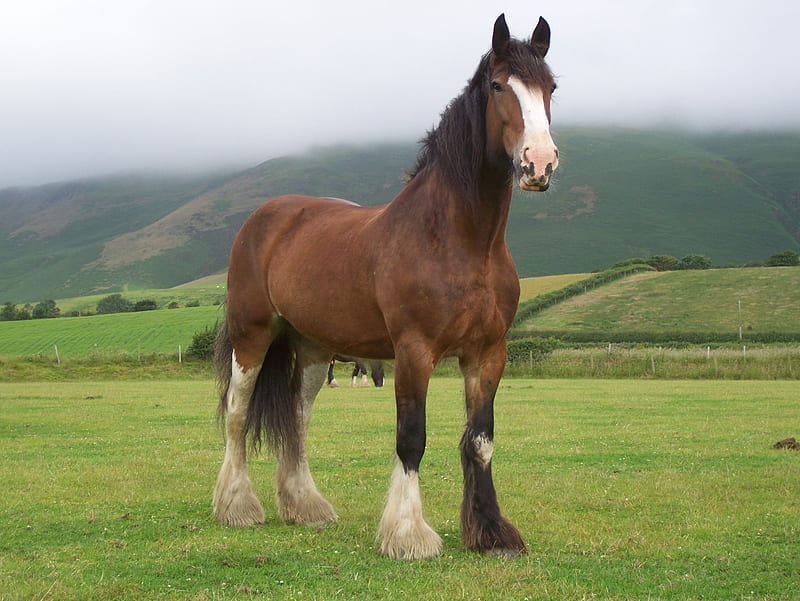 Powerful Shire, english horse, shire, england, draught horse, animals, horses, HD wallpaper