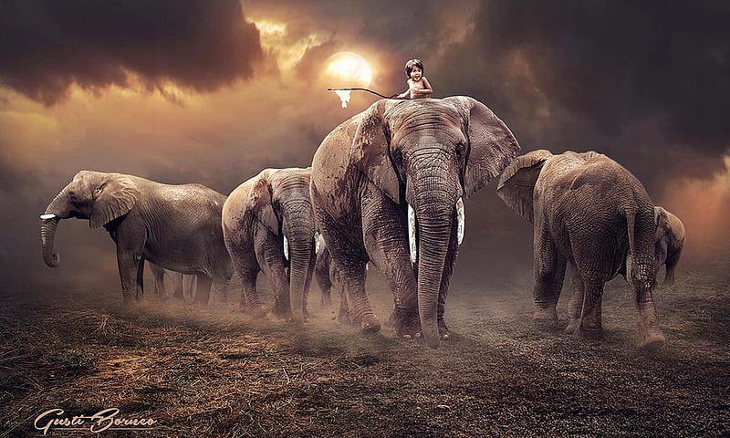 Under The Sun, herd, Elephants, ominous, anumals, brown, awesome, sky, HD wallpaper