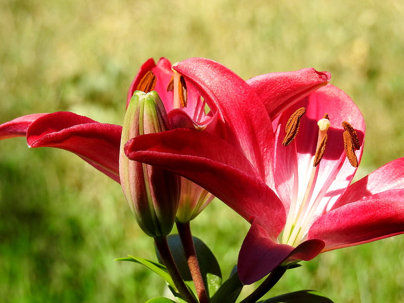 Asiatic Lily, Summer, graphy, Flowers, Nature, HD wallpaper