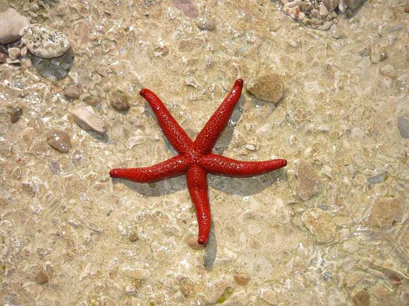 Red starfish, red, beach, water, ocean, summer, aqua, starfish, sea, HD wallpaper