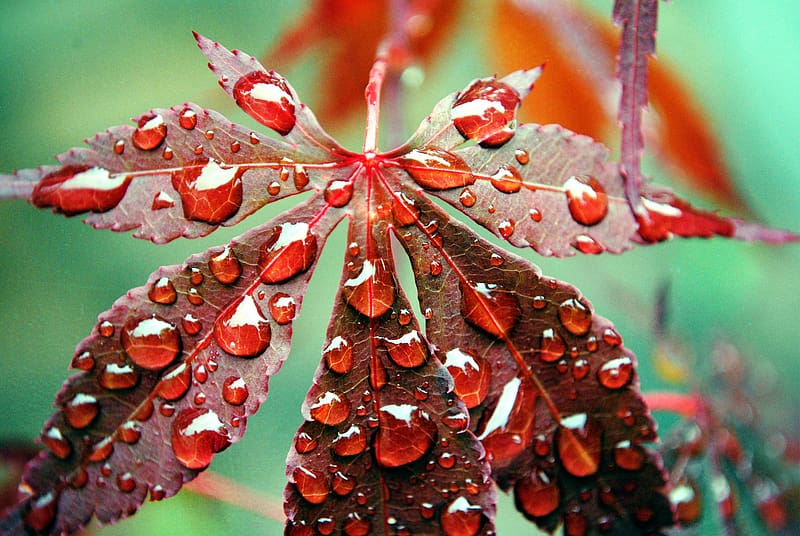 Nature, Close Up, Leaf, Fall, , Dew Drop, HD wallpaper