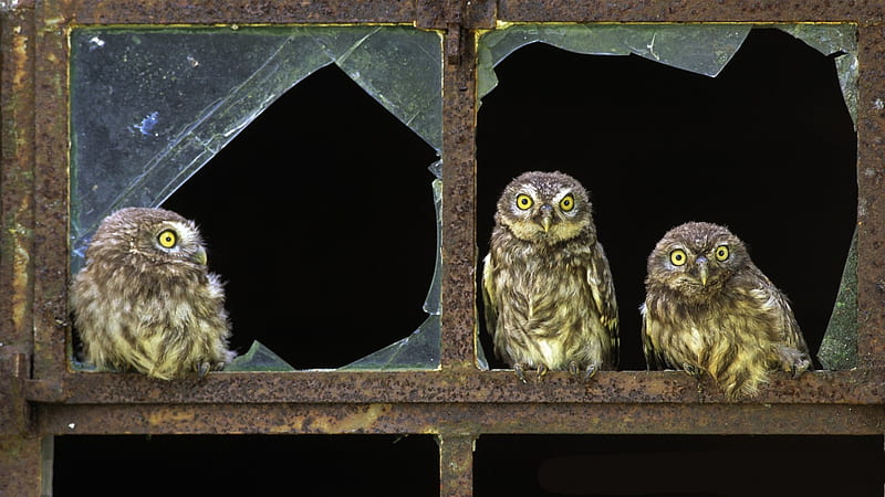 Owls in the Window, window, broken, birds, owlets, owls, barn, HD wallpaper
