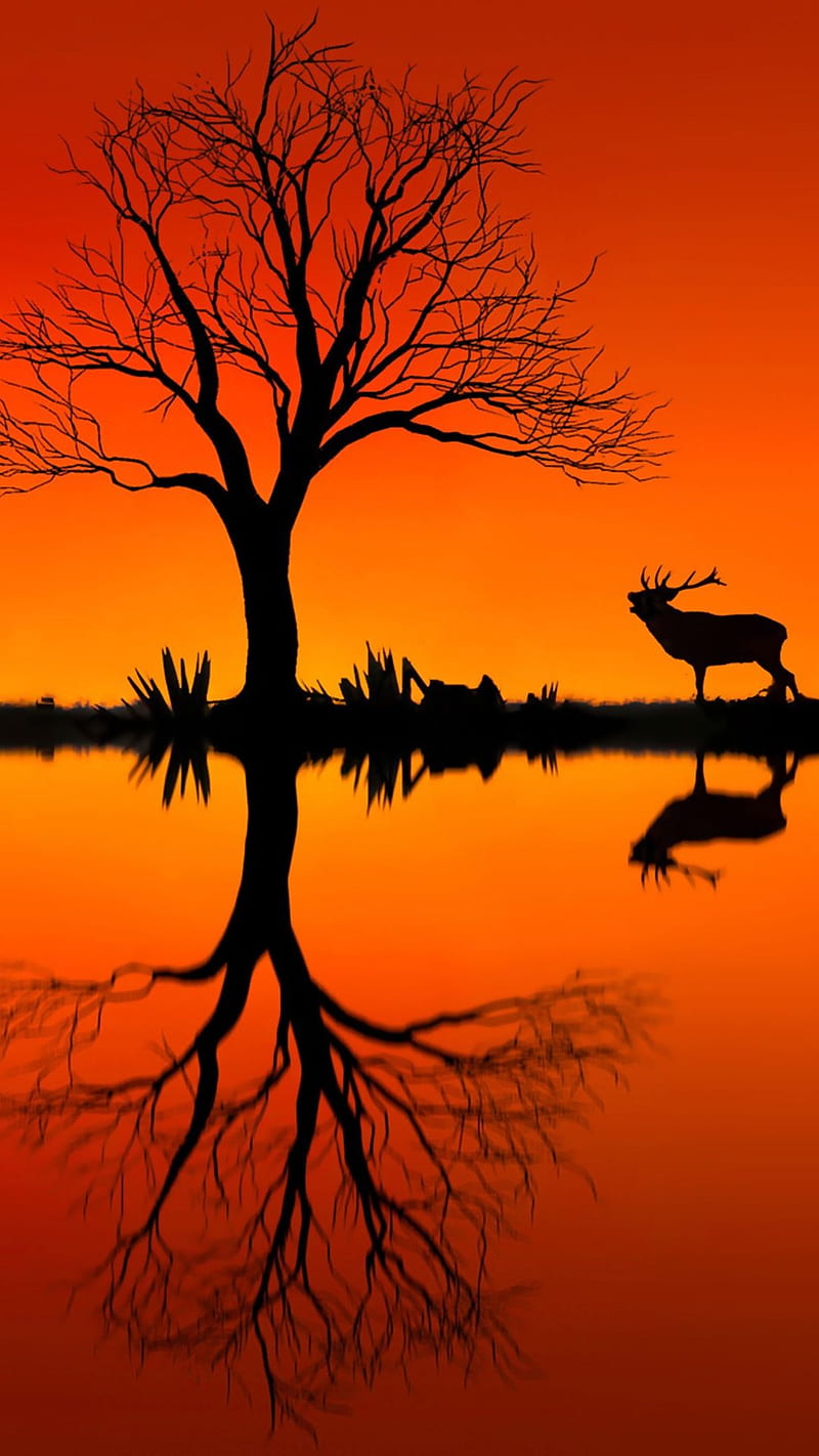 Tree, beauty, cool, deer new, orange, red, reflection, river, stag, HD phone wallpaper
