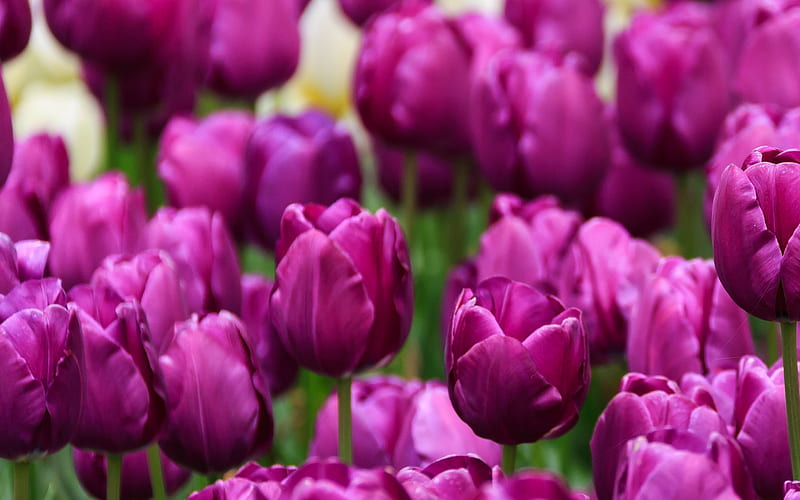 purple tulips, purple floral background, tulips, spring flowers, background with tulips, HD wallpaper