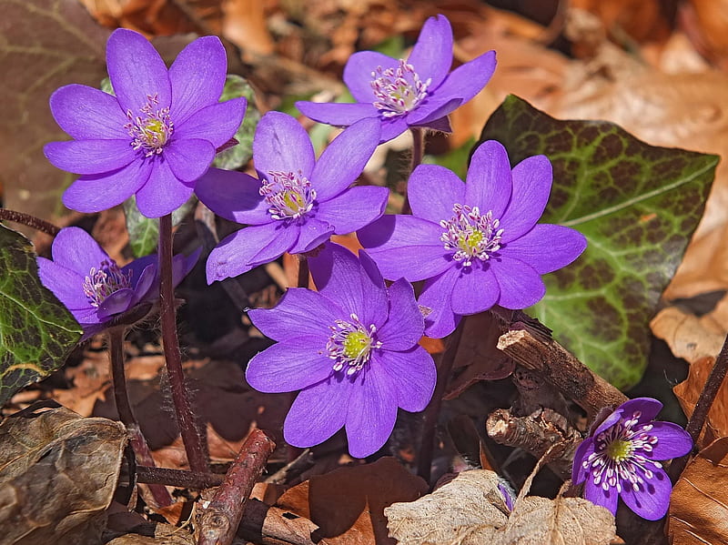 *** Liverwort ***, flower, flowers, nature, violet, HD wallpaper