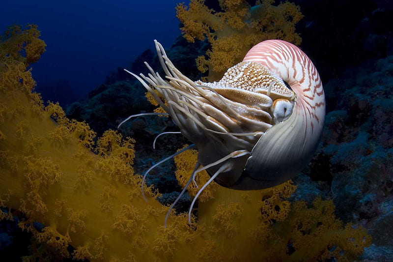 Under the Sea 3D, reef, chambered nautilus, fish, osprey reef, nautilus pompilius, under the sea, xxl, warner brother, wb, australia, imax, HD wallpaper