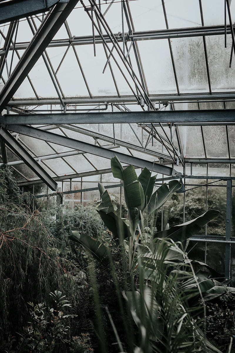 greenhouse, plants, green, exotic, HD phone wallpaper