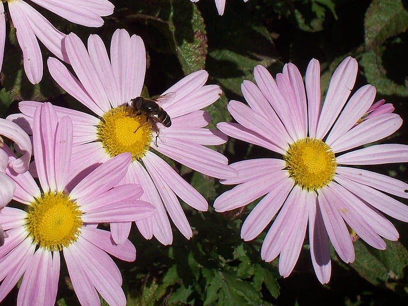 Bee Dazzled, bee, bugs, flowers, yellow, pink, daisys, HD wallpaper