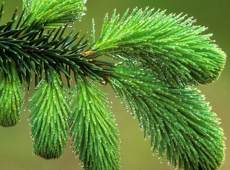 Spruce Bough, Spruce, Branch, Bough, Nature, HD wallpaper
