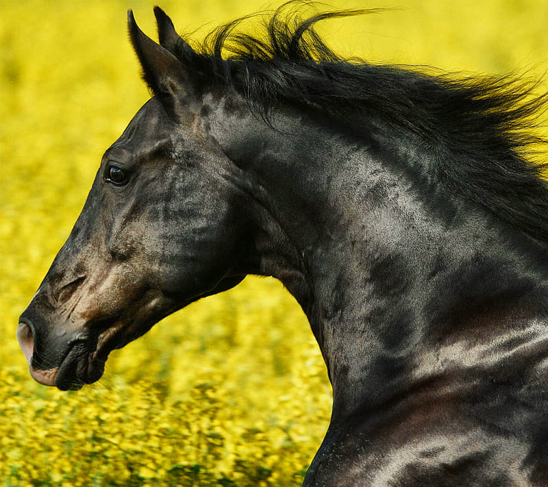 up close friesian