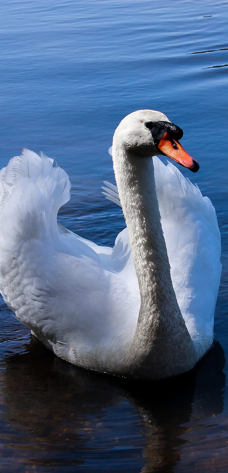 Swan, animals, HD phone wallpaper | Peakpx