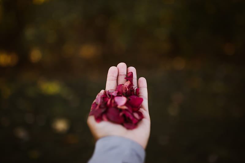 hand, petals, red, HD wallpaper