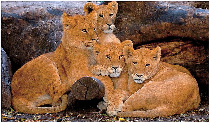 Part of the pride, young, four, siblings, gold white, resting, cubs, lions, HD wallpaper