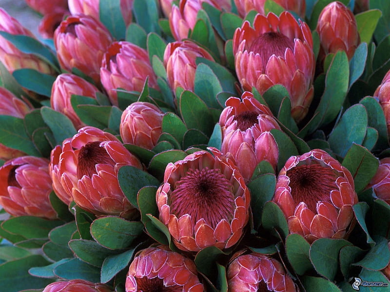 Beautiful proteas, graphy, ancient, proteas, plants, flowers, native, pink, old, prehistoric, HD wallpaper