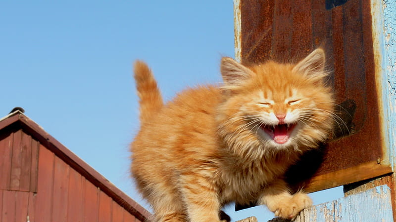 LOL, orange, fluffy, ginger, cat, mood, sweet, cute, funny face, kitten, blue, HD wallpaper