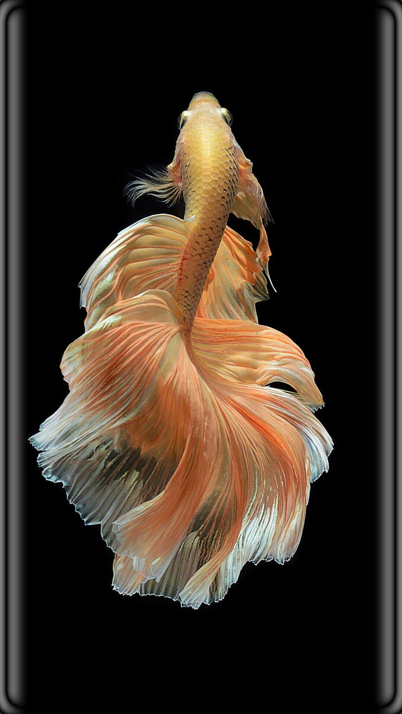 FISH, original, aquarium, orange gold, new, cool, background, HD phone wallpaper