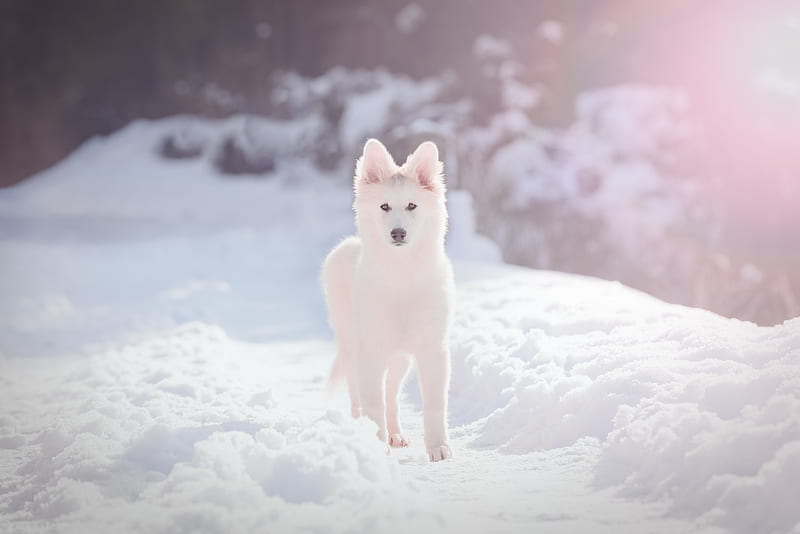 Animal, Swiss Shepherd, Depth Of Field, Dog, Pet, Puppy, Snow, Winter, HD wallpaper Animal, Swiss Shepherd, Depth Of Field, Dog, Pet, Puppy, Snow, Winter, HD wallpaper