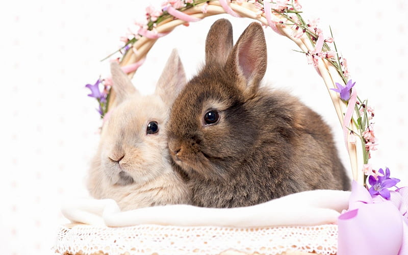 Happy Easter!, rabbit, easter, animal, cute, basket, bunny, rodent, white, pink, couple, HD wallpaper