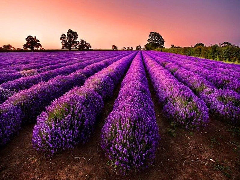 Rows, purple, lavender, trees, fragrance, sky, HD wallpaper