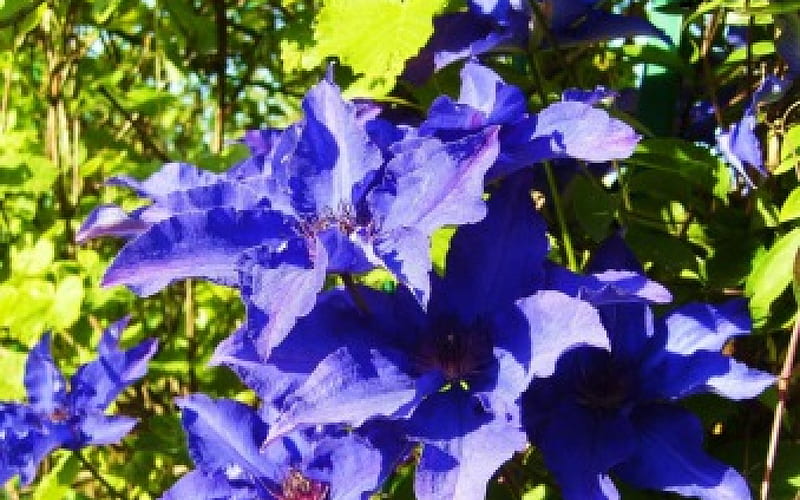 Clematis, purple, green, flower, summer, nature, blue, HD wallpaper