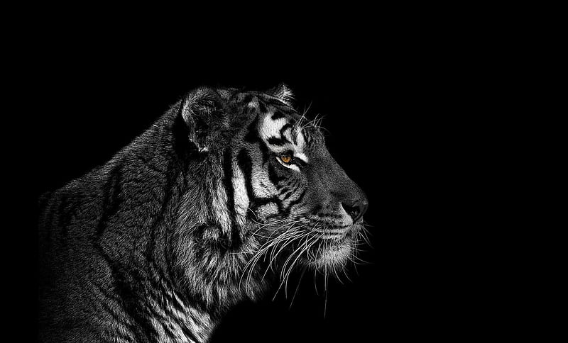 BLACK-WHITE TIGER, background, black nice, tiger white, wild, HD ...