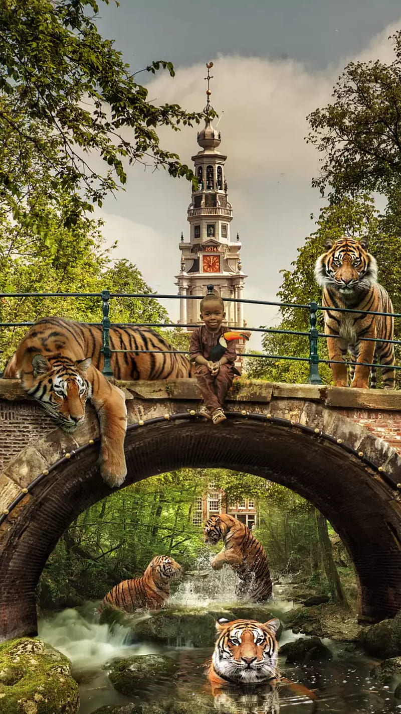 Tiger invasion, bridge, river, tigers, boy, animals, playing, 3d, HD phone wallpaper