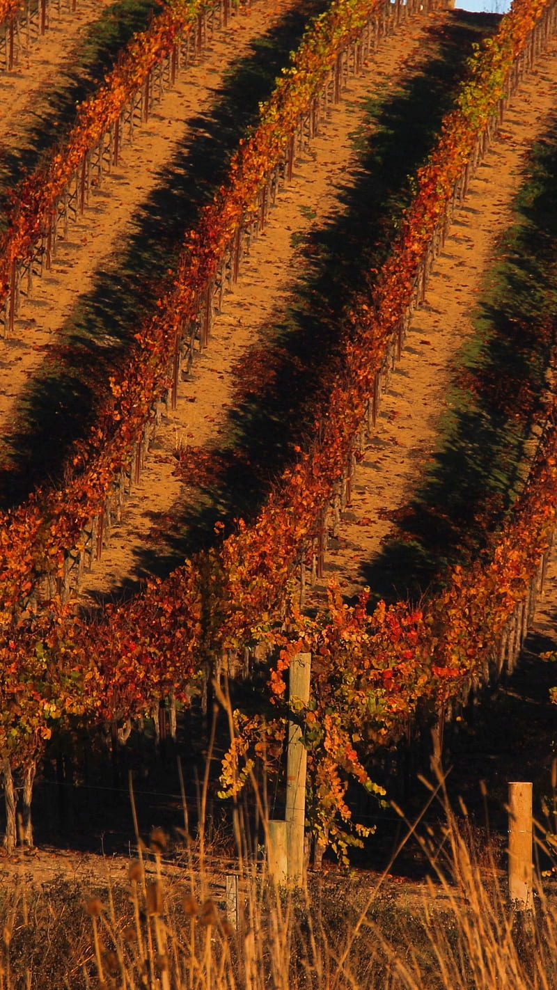 Vineyard , landscape, tree, line, HD phone wallpaper