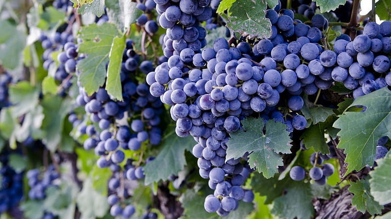 Grapes, fruit, autumn, green, black, blue, HD wallpaper