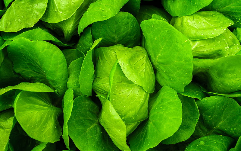 green cabbage macro, vegetables textures, cabbage textures, cabbage leaves, fresh vegetables, cabbage, vegetables, HD wallpaper