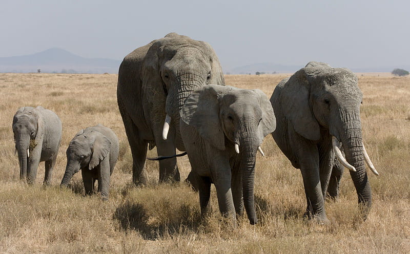 African Bush Elephant Family, family, elephants, Africa, large, walking, fields, bonito, animals, HD wallpaper