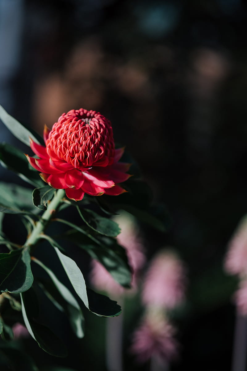 red flower in tilt shift lens, HD phone wallpaper