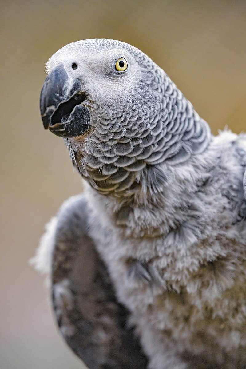 parrot, bird, beak, feathers, gray, HD phone wallpaper