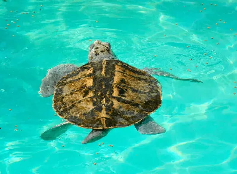 Kemp’s Ridley Sea Turtle (Lepidochelys kempii), Retiles, Marine Animals ...