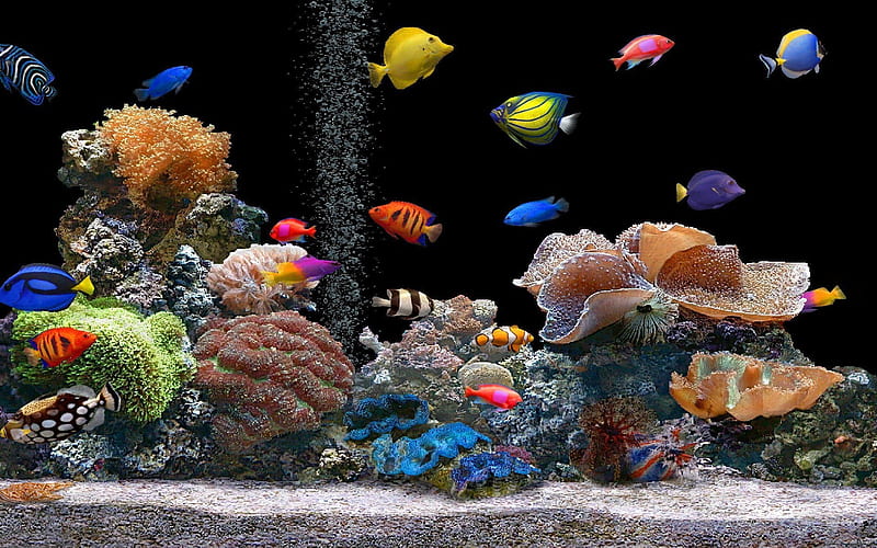 fish tank, bubbles, corals, tank, fishs, HD wallpaper