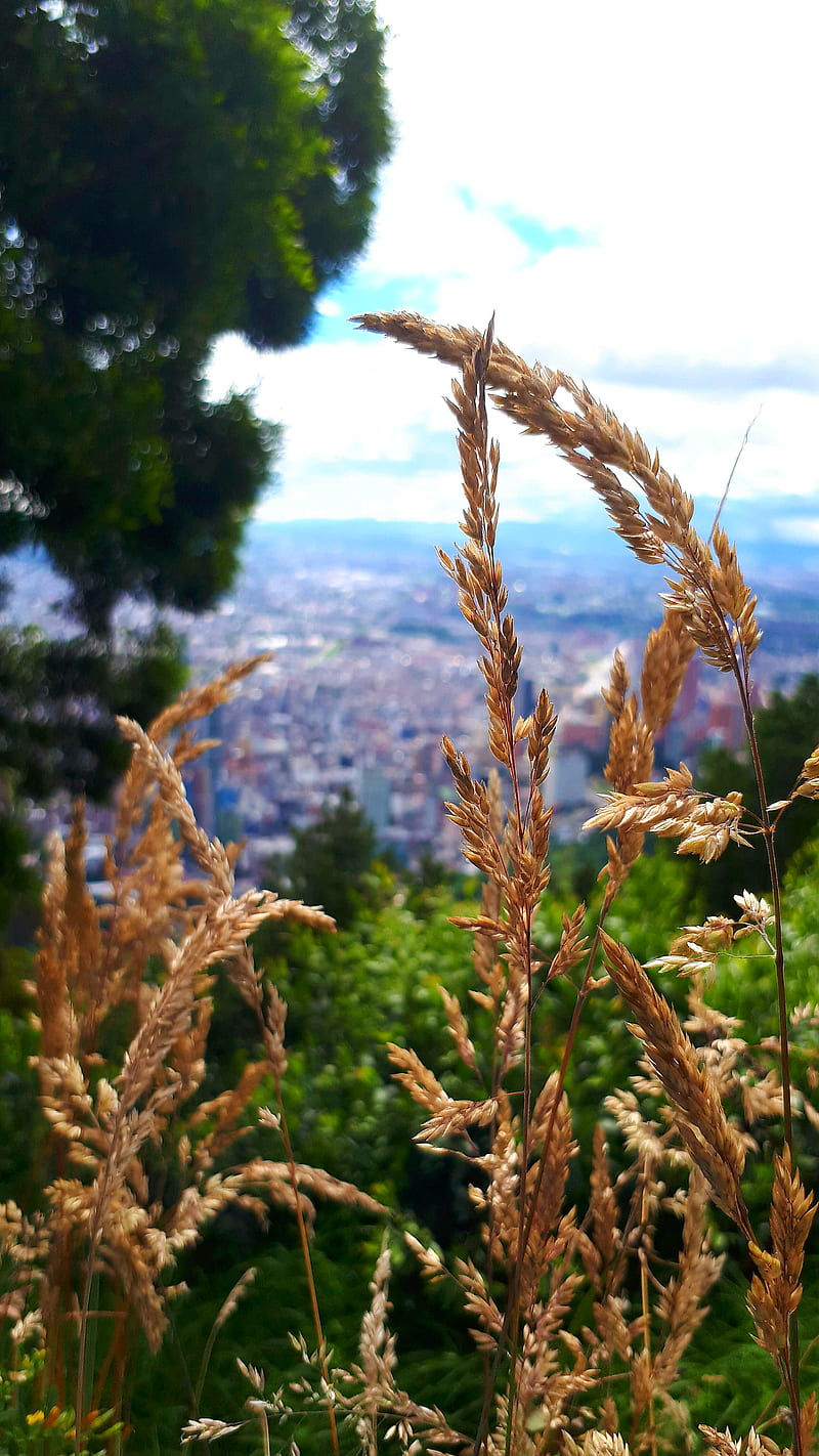 Bogota City Nature, blue, flower, flowers, landscape, plants, sky, HD phone wallpaper