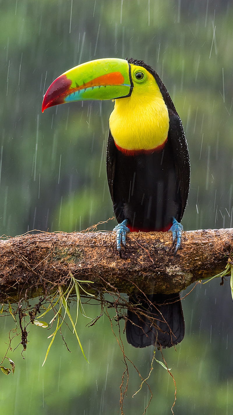 Toucan, bird, nature, HD phone wallpaper