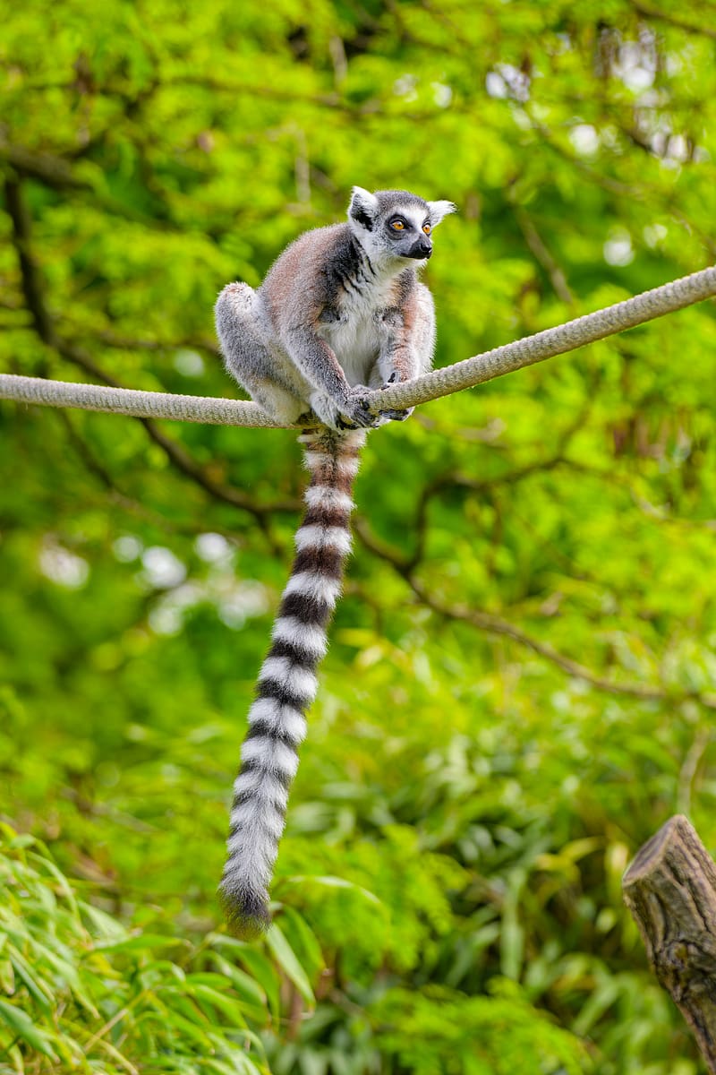 ring-tailed lemur, lemur, animal, branch, HD phone wallpaper