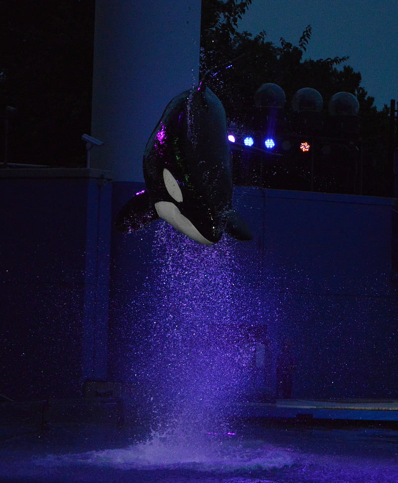killer whales jumping at night