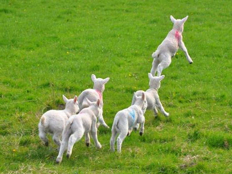 Spring fever, lambs, green grass, white, field, HD wallpaper